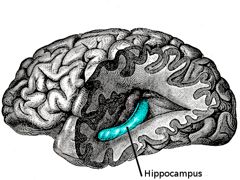 Hippocampus als kompas