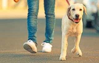 Navigatiestrategieën en de problemen die honden ondervinden