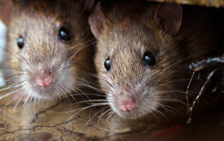 Dieren met een neus voor geuren