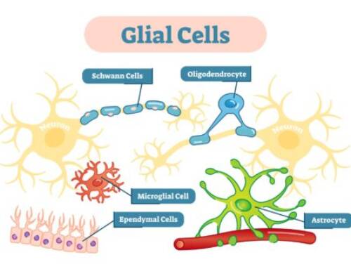 Glia, meer dan de lijm van ons brein?